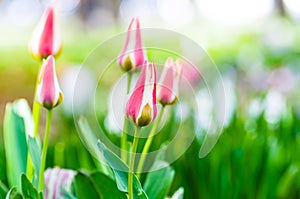Glade Spring tulips flower bed
