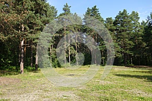 Glade in the summer coniferous forest