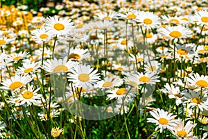 The glade turned yellow from many blooming daisies