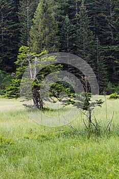 Glade with two pines