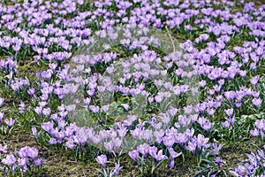 Glade of violet crocuses in the park