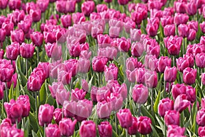 Glade of violet tulips