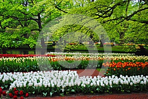 The Glade with white, blue and yellow tulips in the Netherlands flowers park