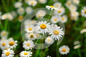Glade of white chamomile flowers close up top view