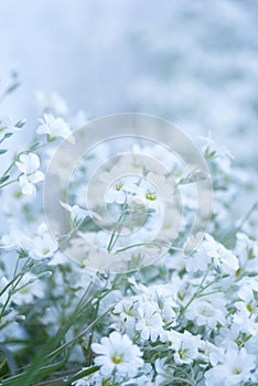 Glade of white delicate flowers. Floral background