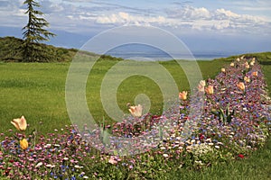 Glade with Wildflowers