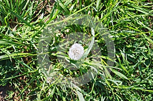 A glade of yellow dandelions on a green lawn