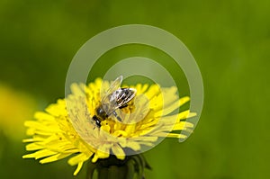 A glade of yellow dandelions on a green lawn under the rays of the sun