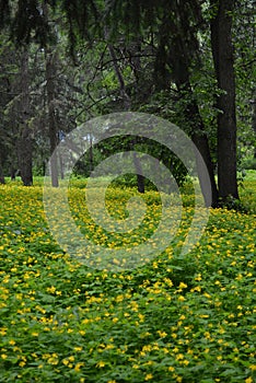 Glade yellow flowerstrees park summer Russia meadow green