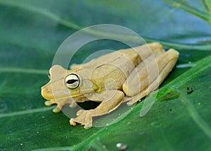 Gladiator Treefrog, Hypsiboas rosenbergi