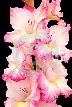 Gladiola