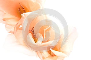 Gladiola abstract background