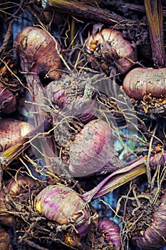 Gladiola bulbs ready for planting