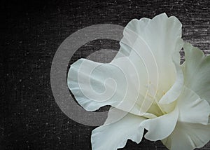 Gladiola flower background