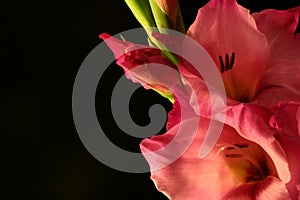 Gladiola--Interior closeup of flower on black velvet background