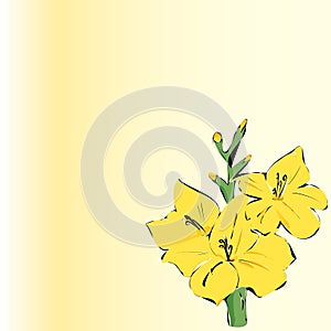 Gladiole