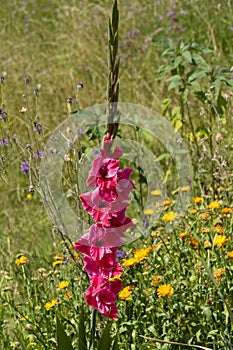 Gladiole blossom in pink, red pink at a meadow