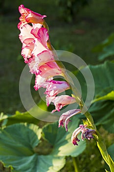 Gladiole blossom in pink, red pink at a meadow