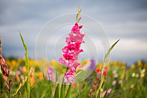 Gladiole on the field, pink gladioli for picking