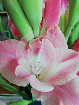 The Gladiole flower