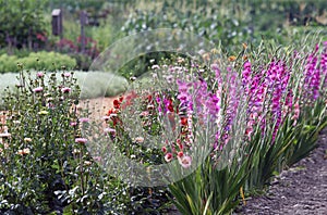 Gladioli and dahlias