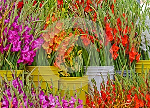 Gladioli at Farmers Market photo