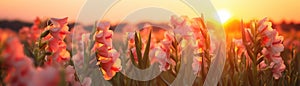 Gladioli Field On Blurred Sunrise Background. Banner For Web. Generative AI