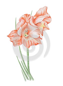 Gladioli Flower