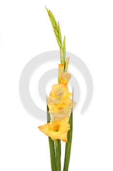 Gladioli flower spike