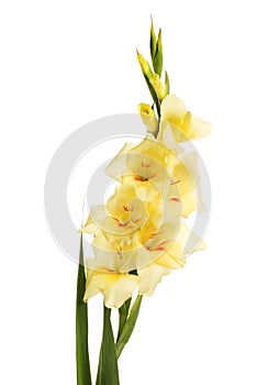Gladioli flower spike photo