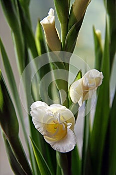 Gladioli flowers photo