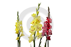 Gladioli flowers