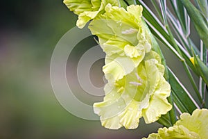 Gladioli flowers on green meadow