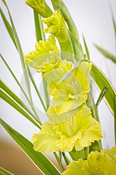 Gladioli flowers on green meadow