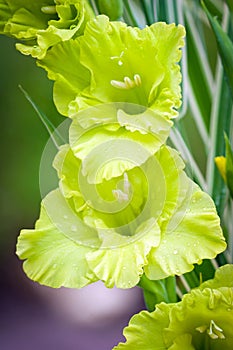 Gladioli flowers on green meadow photo