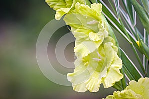 Gladioli flowers on green meadow photo