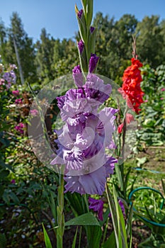Purple flower Gladiolos close up in garden photo