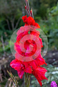 Red flower Gladiolos closeup in garden photo