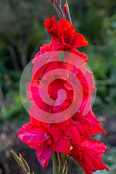 Red flower Gladiolos closeup in garden photo