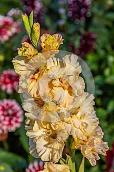 Yellow flower Gladiolos closeup in garden photo