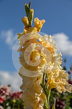 Yellow flower Gladiolos closeup in garden photo
