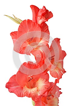 Gladiolus