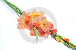 Gladiolus