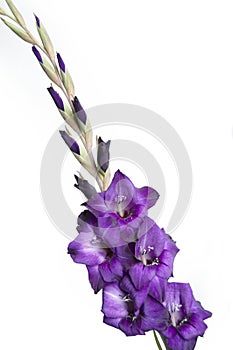 Gladiolus