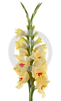 Gladiolus