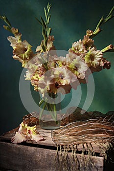 Gladiolus