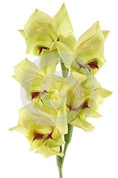 Gladiolus