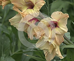 Gladiolus