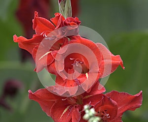 Gladiolus