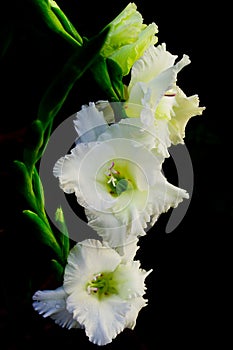 Gladiolus